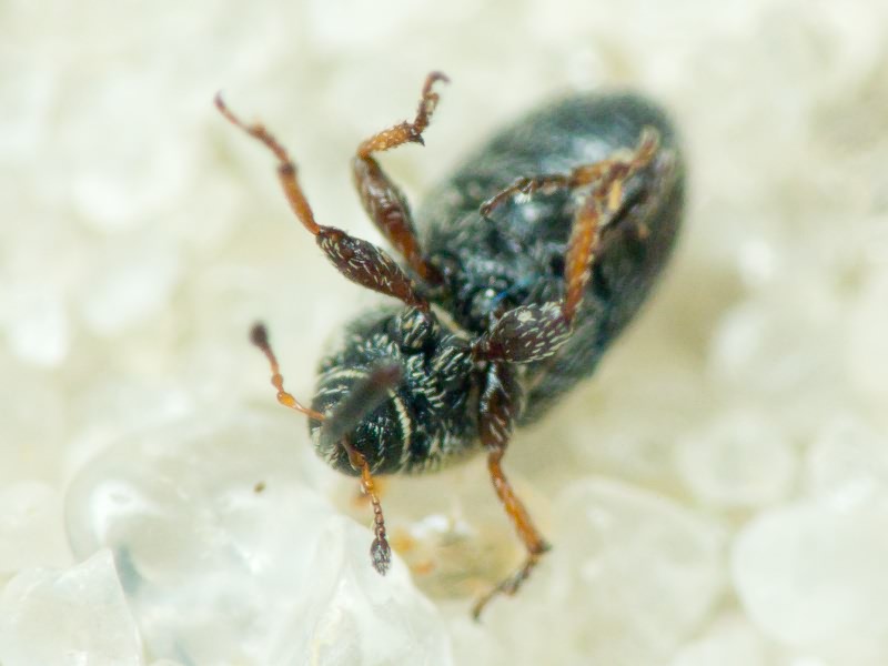 Mecinus plantaginis (Eppelsheimer, 1875)